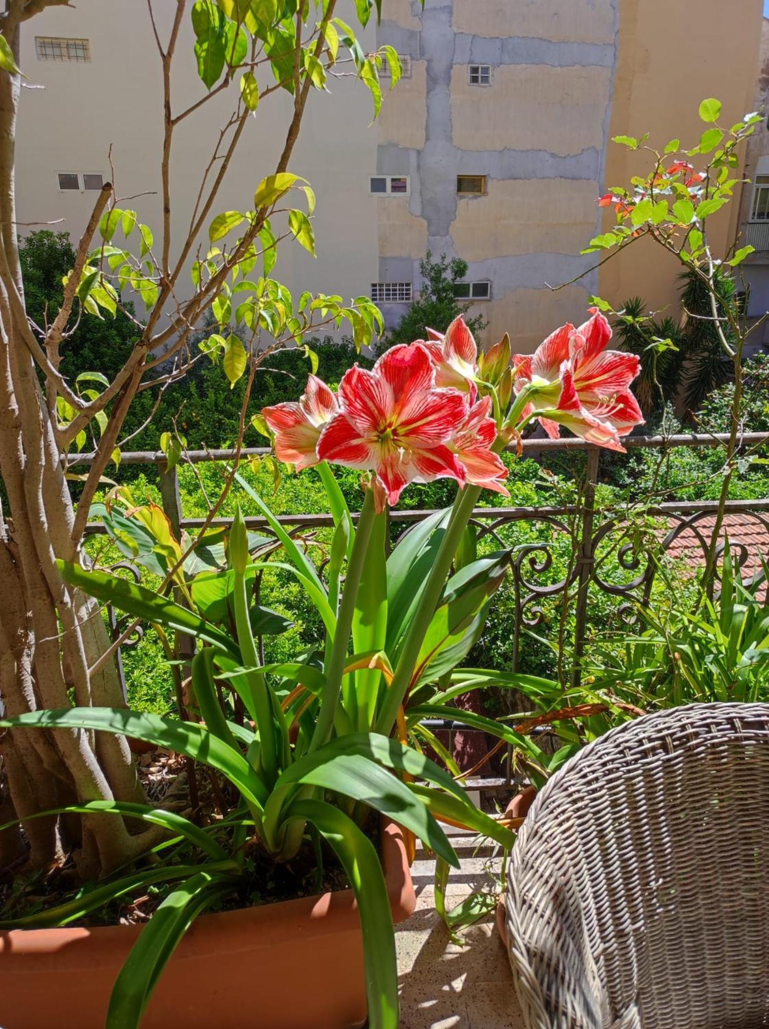 Cuba'S Art House Apartment Palermo Exterior foto